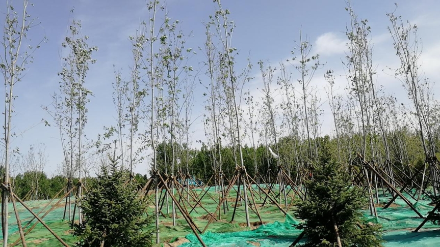 北运河（通州段）综合治理工程绿化工程施工9标段